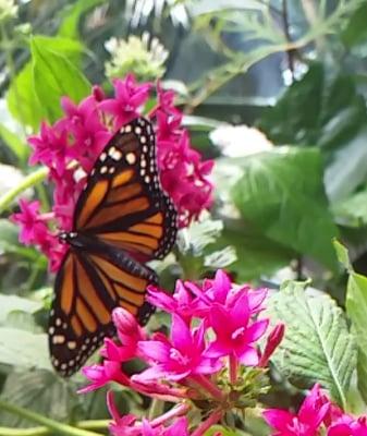 Live Monarch butterflies for release, at your next special event!