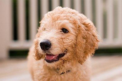 Goldendoodle 3