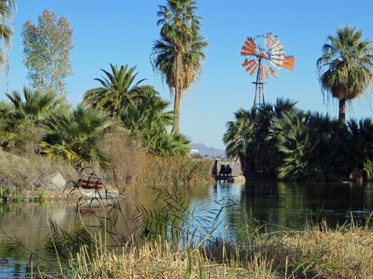 Birds and other creatures LOVE this place!!  I told ya, it's an OASIS!!!