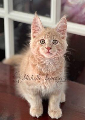 Maine coon