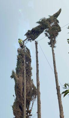 Tree removal process