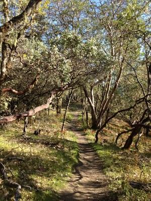 Skycrest Loop Trail