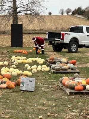 Santa picking pumpkins!