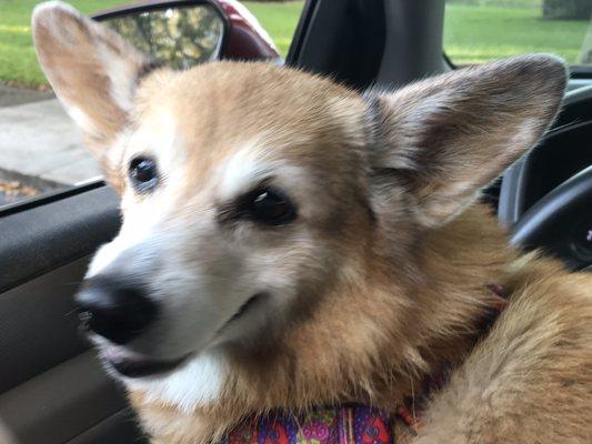 Honey enjoying a car ride!