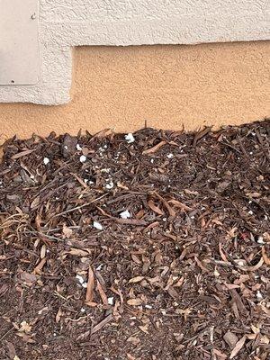 Styrofoam left in flower bed.