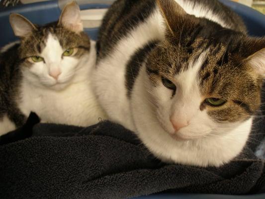 Our hospital cats Zeke and Zoe!