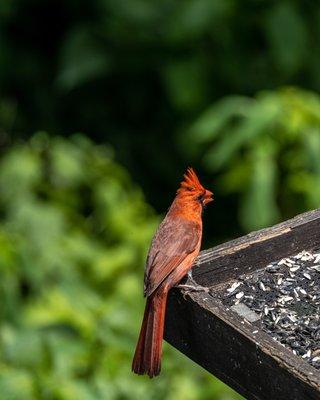 Benjamin Olewine III Nature Center