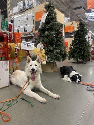 Milky and Ellie are both anxious dogs but they are doing phenomenal during outdoor exposure training !