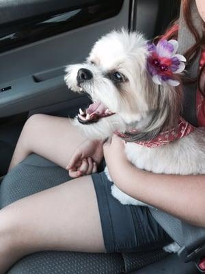 Our baby Harley after her grooming!! Happiest dog on earth