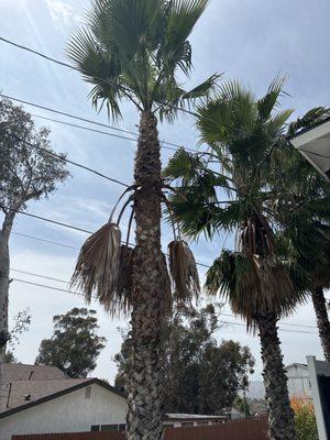 This is how these guys trim a palm,  like honestly you couldn't cut the dead ones on the bottom.