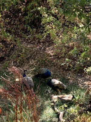 Peacocks down in the reservoir