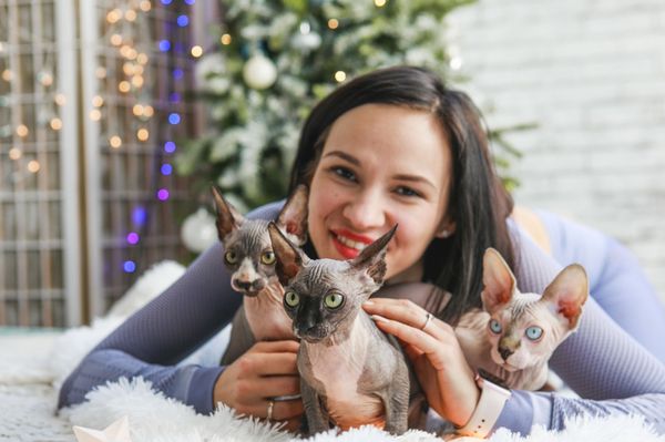 Sphinx kitties