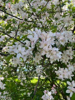 Blossoms at the park