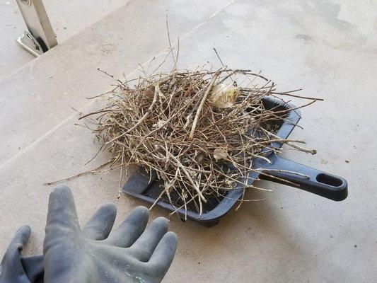 Nest removed