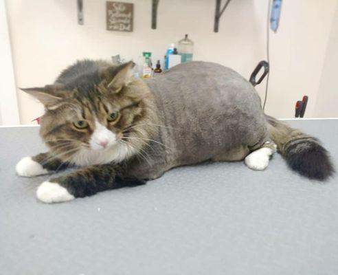 Handsome lioncut with mane and long fluffy tail