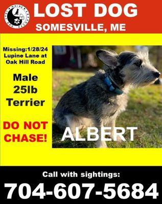 Albert missing dog 1/31/24 spotted nearby