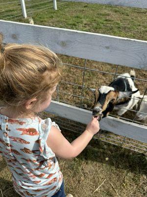 Feeding the goats