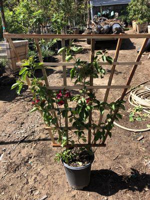 5gal Bougainvillea w/ espallier