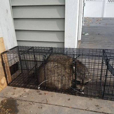 A raccoon had tore into this pool shed.