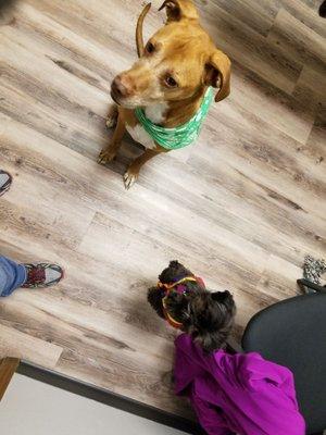 Pups waiting for a treat while they wait for the doc.