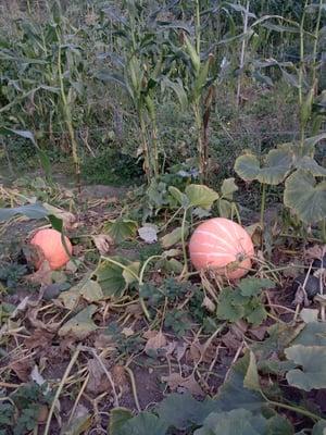 Pumpkins at Swan Creek County Park's Community Garden.