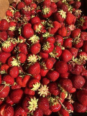 Look how big these berries are!