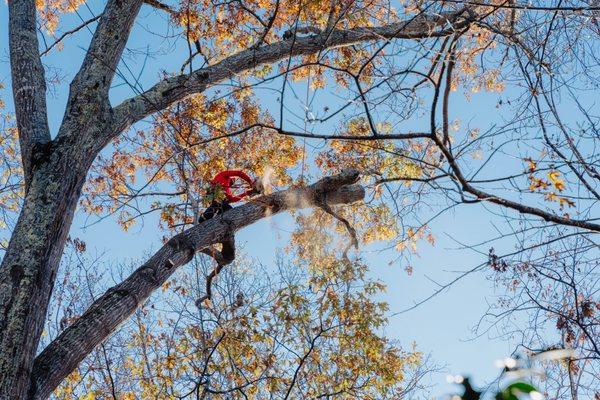 Our great Chico carefully removing a tree.