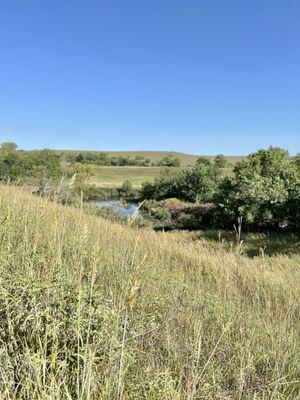 Prairie grass