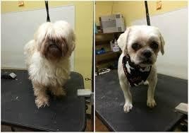 Chets Dog Grooming & Boarding