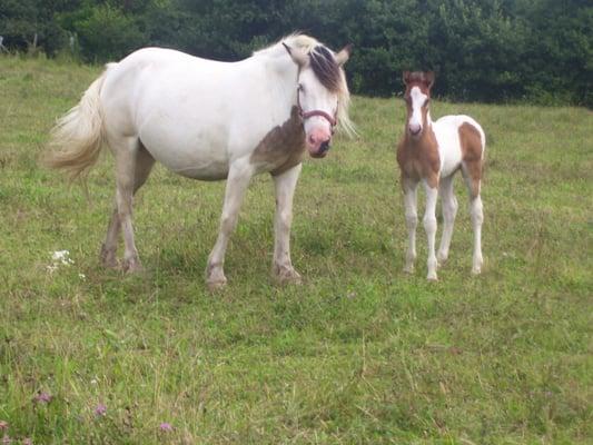 Proud new Mama Lacy with her adorable foal Scout