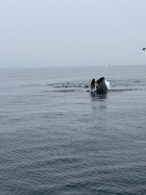 Whale feeding.