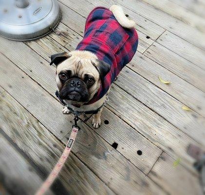 Dog friendly patio dining but make sure your fur baby is leashed. My Bik's enjoying some much needed outside time before it rains again.