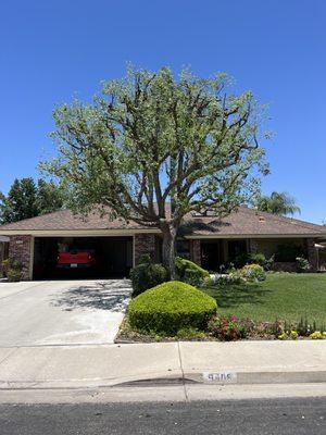 Tree Pruning