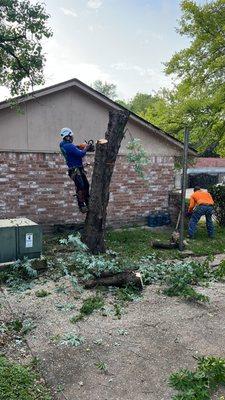 Tree removal