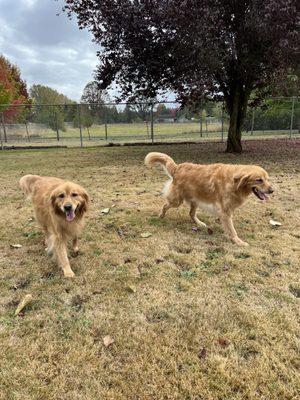 Willow and Buffy, twins that are together in play and sleep time.