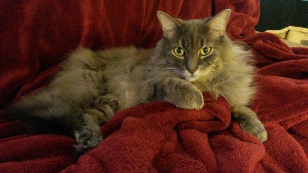 11 year old Maine Coon cat, he is always looking good with Sarah's care.