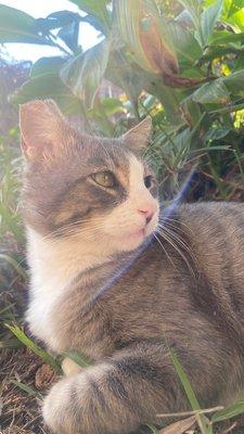 Feral cat with a tipped ear