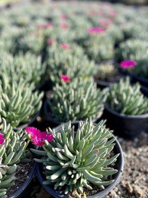 Cephalophyllum 'Red Spike' Ice Plant