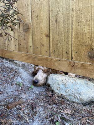 The whole point of the fence was to keep the dogs out. This rock is not an acceptable solution for a $15k fence.