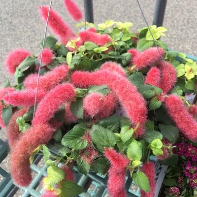 Chenille basket. They also sell packs of this, but the red fluffy bits are 1.5 inches as opposed to the 6-8 inch length seen here.