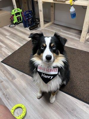 Henry the shop dog.