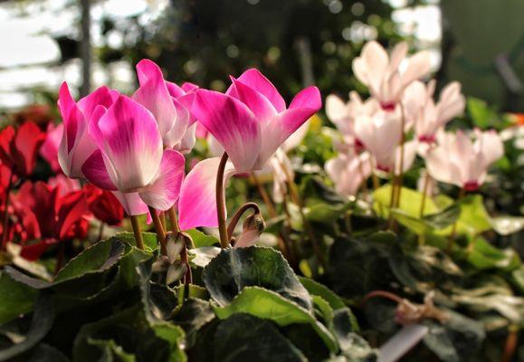 Cyclamen