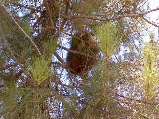 Roof Rat nest in a tree