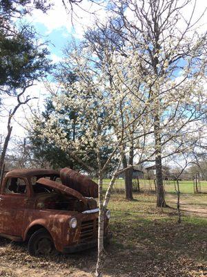 The Plum trees show the first signs of spring at the farm.