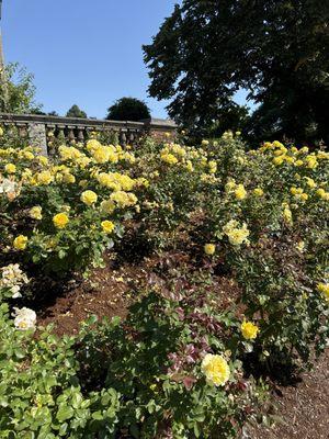 Yellow roses