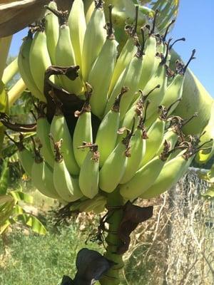 Banana Tree