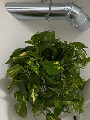 Golden Pothos