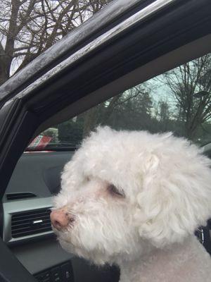 Uneven cut. Hair still matted and unbrushed. Scalped her body. This was taken in their parking lot the second I picked them up.