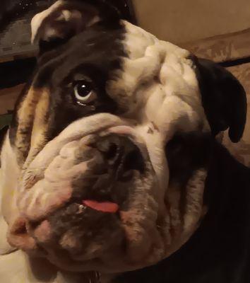 Athena, English Bulldog