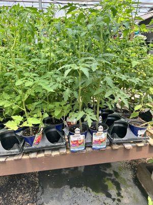 Tomato plants